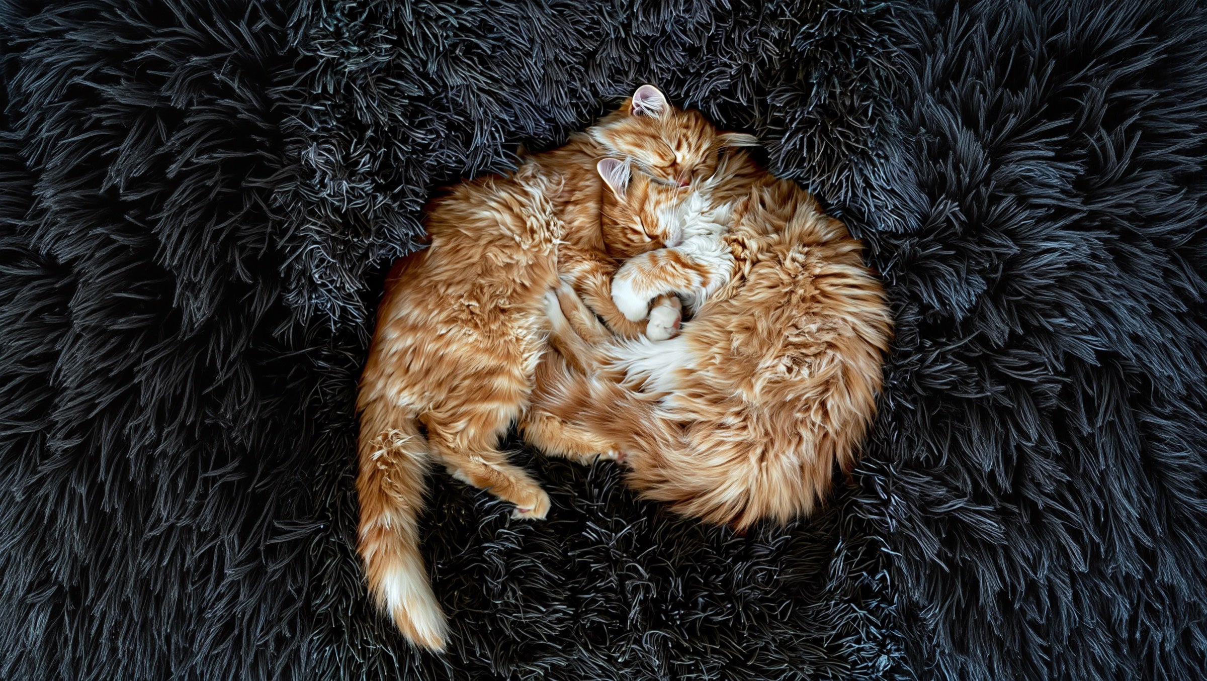 Kleo cats